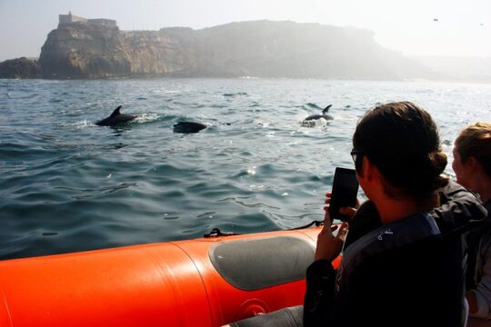 Dolphin Safari