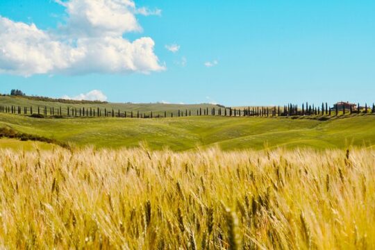 Photography Guided Tour in the Heart of Val D'Orcia and Tuscany