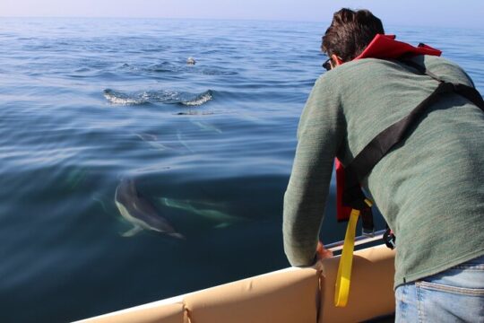 Dolphin watching and wildlife from Faro