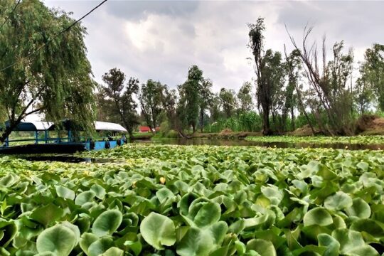 Xochimilco Day Trip Know a Farmland Food and Hop on a Trajinera