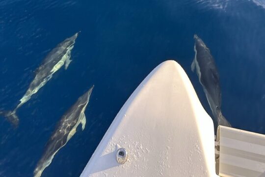 VIP Catamaran Luxury Private Tour in Lisbon up to 18 clients