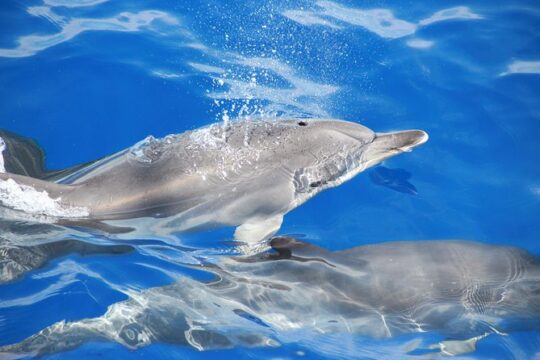 Arieiro Peak and Cristo Rei 4x4 Experience + Dolphins Watching