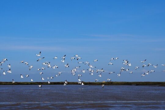 3-Hour Boat Trip and Birdwatching in the Tagus Estuary