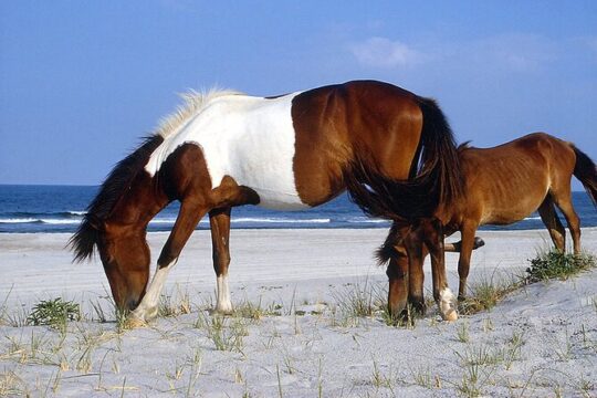 Assateague Horses, Herons and Happy Hour Cruise