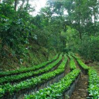 Plantation Tours