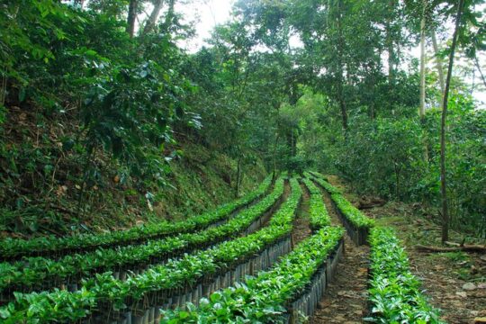 3 Levels of Huatulco the coffee you've been looking for