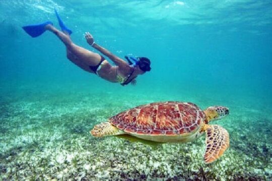 Turtle Snorkel Sail on Buck Island from Frenchman's Reef