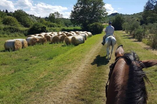 Horse ride, Olive Oil and local foods tasting in a Tuscan farm