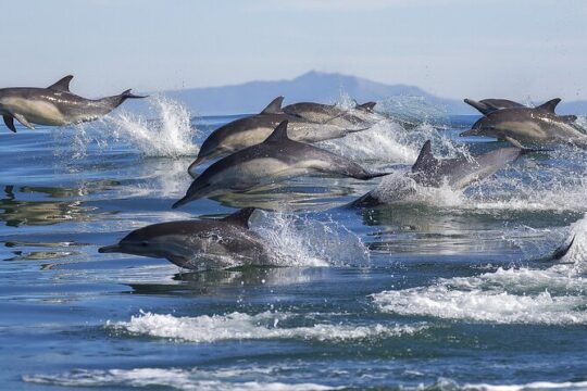 NEW Lagos-Watching Dolphins and Benagil Cave with Biologists