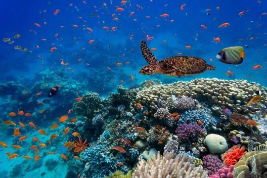 Booze Cruise adults only and Snorkeling in Punta Cana