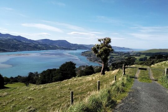 Dunedin City, Wildlife and Larnach Castle