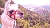 Llama experience