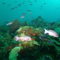 Scuba Diving