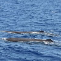Dolphin & Whale Watching