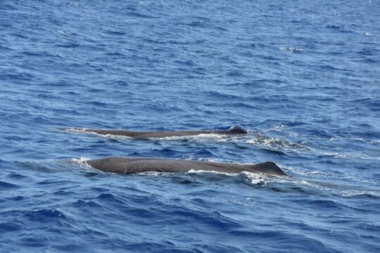 Whale Watching Activity in North Coast
