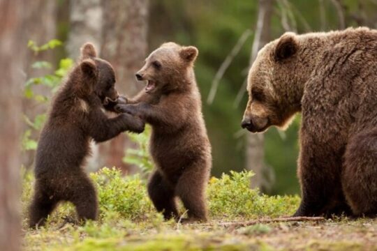 Top Gear Road, Vlad the Impaler Citadel and Wild Bears Encounter
