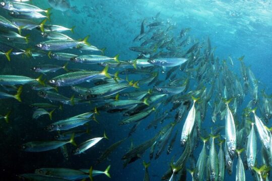 Snorkeling - Marine Park Discovery