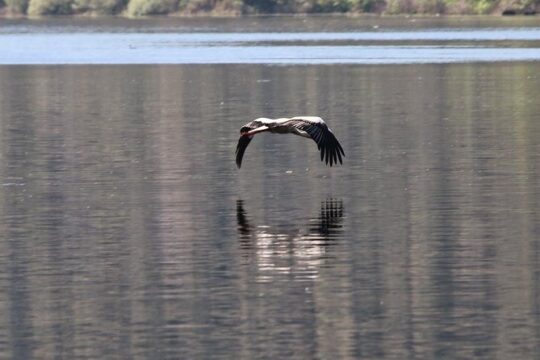 Full-Day Bird Watching Private Tour from Lisbon with Lunch