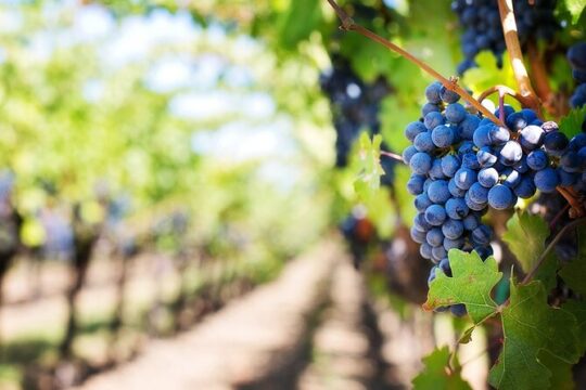 Half-Day Wine Tour- Shared