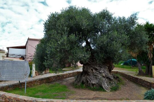 Monastery - Ancient Olive tree & Museum-Cretan Brewery Private Tour from Chania