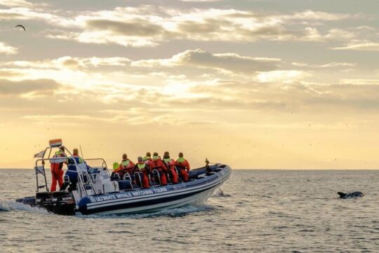 Small-group Whale Watching in the Midnight Sun from Reykjavík