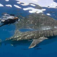 Dolphin & Whale Watching