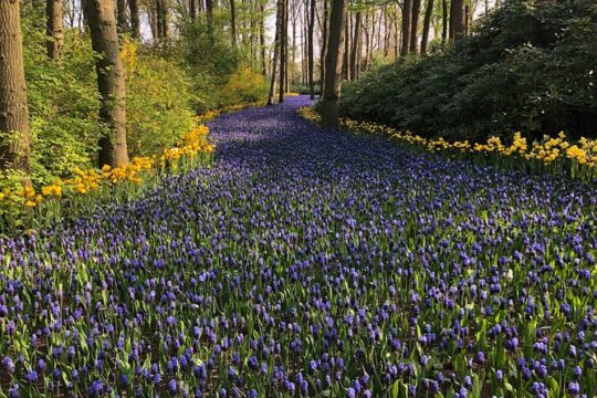 Keukenhof, Flower Fields & Zaanse Schans Windmills - Private Day Tour