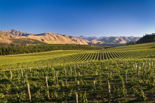 Half-Day Marlborough Wine Tour & Beer Tour