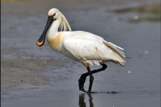 2 Stop | 2 Islands & Ria Formosa Natural Park - From Faro