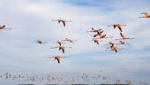 Wonderful day with flamingos and other birds in the area