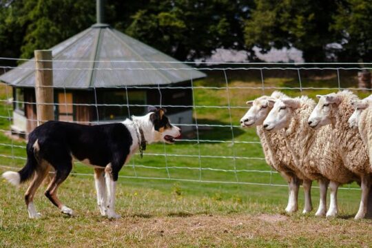 Christchurch Sheep Farm Visit