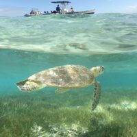 Shore Excursions