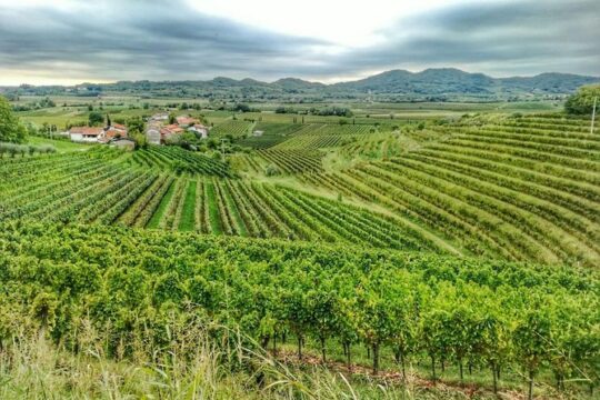 E-bike experience between vineyards of Goriška Brda - transfer from Ljubljana