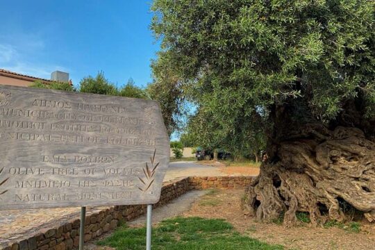 Discovering Ancient Olive Tree and Historic Olive Mill and Winery