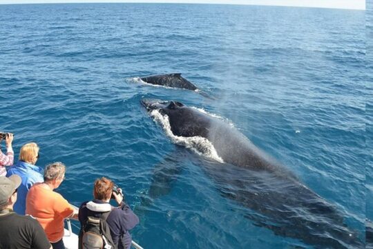 Samana Whale Watching and Bacardi Island