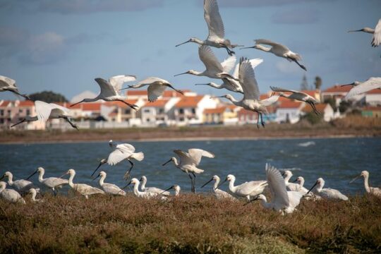 Birdwatching Boat Tour so close to Lisbon