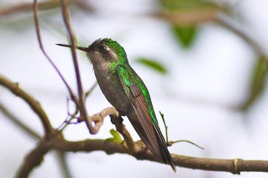 Private Tour: Birdwatching Cozumel Island