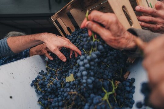 Tuscany Wine Tour