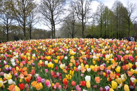 Private guided Keukenhof gardens and Zaanse Schans tour