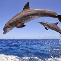 Cruises, Sailing & Water Tours