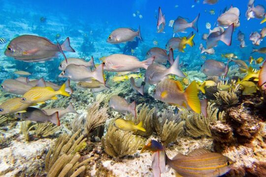 Open Water Certification Course-PADI