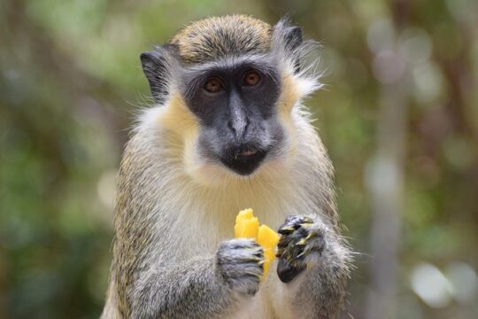 Private Full-Day Barbados Excursion With Entrance Fee Discounts