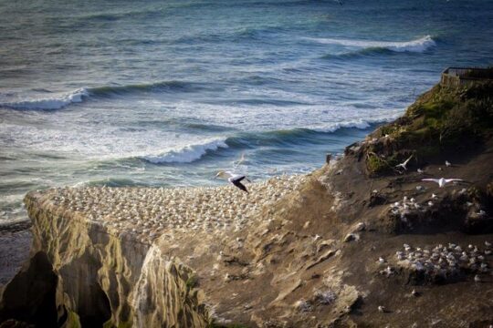 Auckland Sights Exclusive 8 Hour Luxury Day Tour