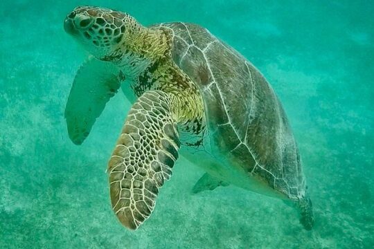 Private Tour Turtles Coral Reef Cenote Beach All inclusive