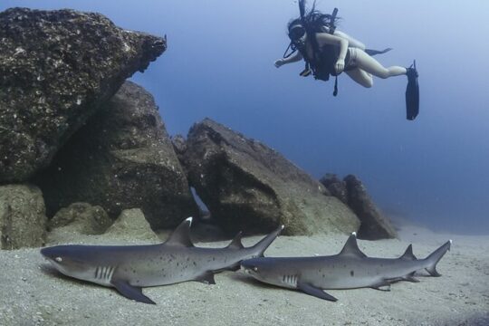 Scuba Diving