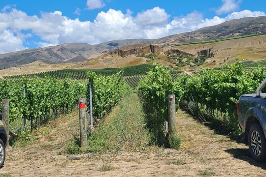 Cromwell Wine Tasting Tour using Classic Car
