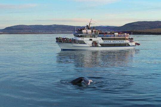 Icelandic Horse Riding and Whale Watching Tour from Reykjavik