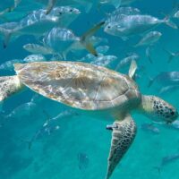 Shore Excursions