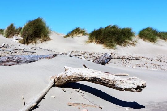 Historic Arles to the wild & windswept beaches of the Camargue private tour