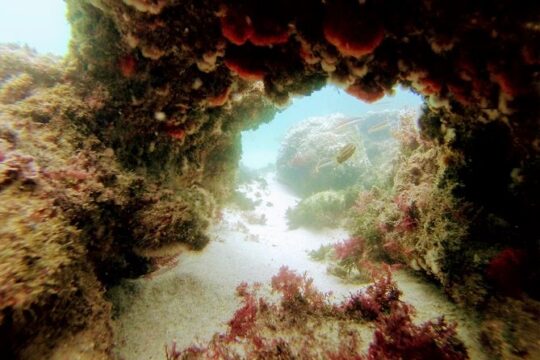 Arrábida Snorkeling & Wine